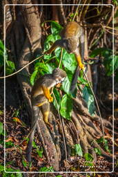 Squirrel monkey, Islet la Mère (572)