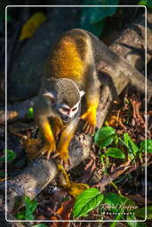 Squirrel monkey, Islet la Mère (576)