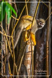 Squirrel monkey, Islet la Mère (581)