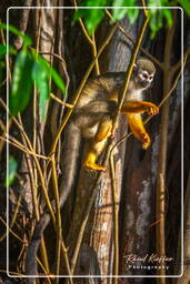 Squirrel monkey, Islet la Mère (582)