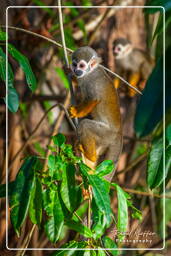 Squirrel monkey, Islet la Mère (588)