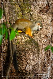 Squirrel monkey, Islet la Mère (612)