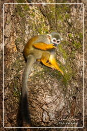 Squirrel monkey, Islet la Mère (621)