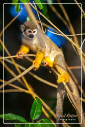 Islet la Mère (640) Squirrel monkey