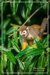 Squirrel monkey, Islet la Mère (662)