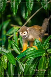 Islet la Mère (662) Squirrel monkey