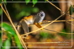 Squirrel monkey, Islet la Mère (667)