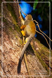 Squirrel monkey, Islet la Mère (680)