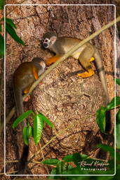 Squirrel monkey, Islet la Mère (683)