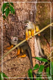 Squirrel monkey, Islet la Mère (693)