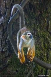 Ilet la Mere (1171) Squirrel monkey