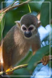 Ilet la Mere (192) Squirrel monkey