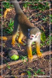 Ilet la Mere (496) Squirrel monkey