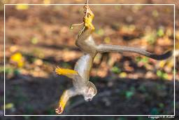 Ilet la Mere (547) Squirrel monkey