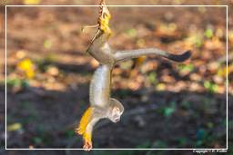 Ilet la Mere (548) Squirrel monkey