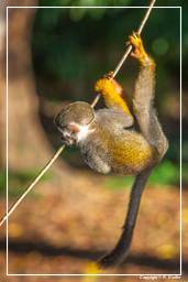 Ilet la Mere (559) Squirrel monkey