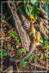 Ilet la Mere (567) Squirrel monkey