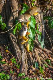 Ilet la Mere (571) Squirrel monkey