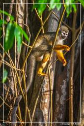Ilet la Mere (582) Squirrel monkey