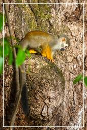 Ilet la Mere (612) Squirrel monkey
