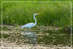 Kaw Swamp (15) Egret