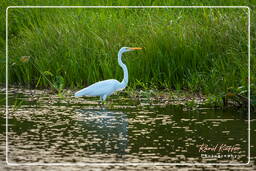 Egret, Kaw Swamp (15)
