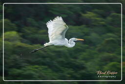 Pantano de Kaw (24) Garceta (Egretta)