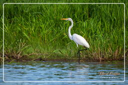 Egret, Kaw Swamp (32)