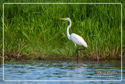 Pantano de Kaw (32) Garceta (Egretta)