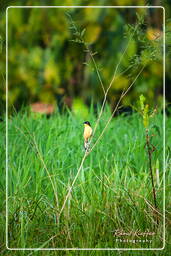 Kaw Swamp (84) Black-capped donacobius