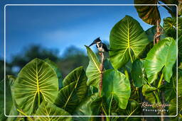 Water kingfisher, Kaw Swamp (142)