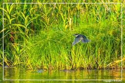 Kaw Swamp (152) Water kingfisher