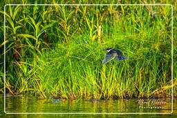 Water kingfisher, Kaw Swamp (152)