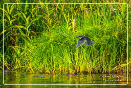 Pântano Kaw (152) Water kingfisher