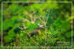 Kaw Swamp (159) Water kingfisher