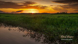 Kaw Swamp, French Guiana, France