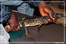 Pantano de Kaw (238) Caiman crocodilus