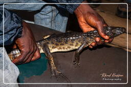 Spectacled caiman, Kaw Swamp (238)
