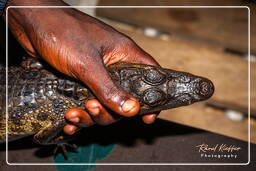 Spectacled caiman, Kaw Swamp (252)