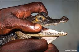 Pântano Kaw (263) Caiman crocodilus