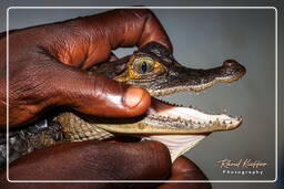 Spectacled caiman, Kaw Swamp (263)
