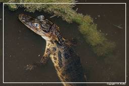 Pântano Kaw (267) Caiman crocodilus