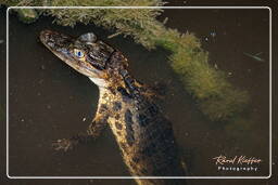 Spectacled caiman, Kaw Swamp (267)