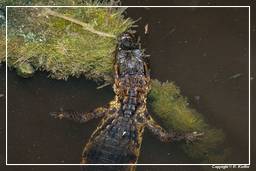 Pântano Kaw (268) Caiman crocodilus