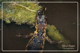 Spectacled caiman, Kaw Swamp (268)