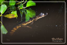 Caiman, Kaw Swamp (272)