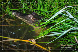 Palude di Kaw (279) Caiman