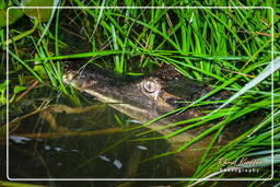Caiman, Kaw Swamp (286)