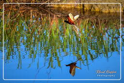 Palude di Kaw (366) Jacana dai barbigli