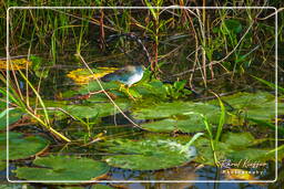 Kaw Swamp (382) Azure gallinule